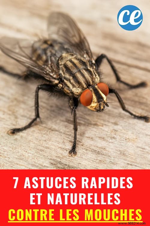 7 Quick &Natural Tips To Rid Your Home Of Flies. 