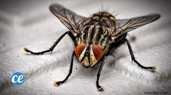 Flies:5 Radical Tips To GET RID OF Them. 