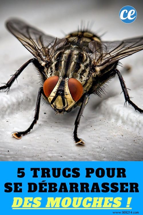 Flies:5 Radical Tips To GET RID OF Them. 