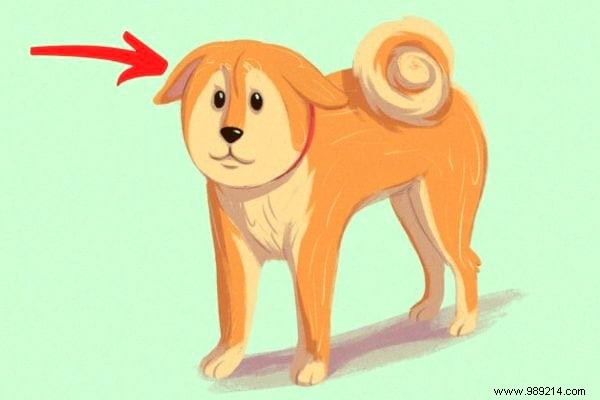 16 Tips For Anyone Who Wants To Better Understand Their Dog. 