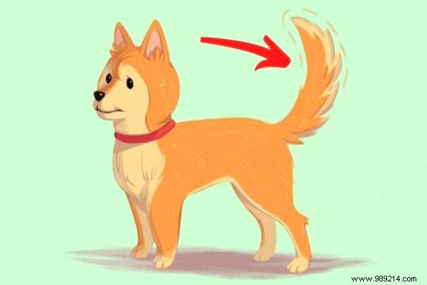 16 Tips For Anyone Who Wants To Better Understand Their Dog. 