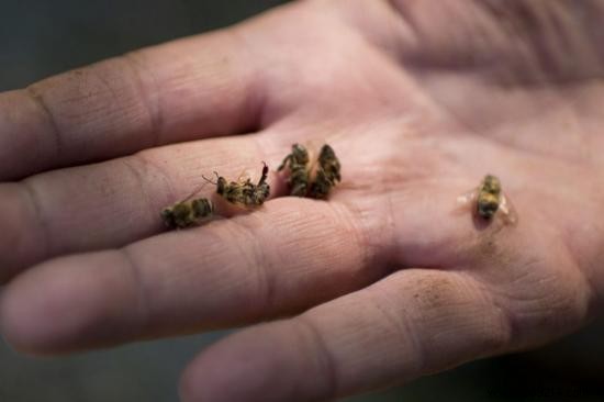 Monsanto Wants To Genetically Modify Bees To Make Them Resistant To Its Pesticides. 