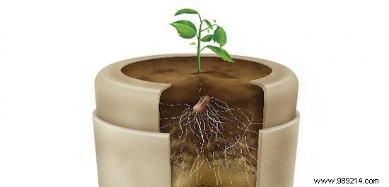 This Biodegradable Urn Turns You Into A Tree After Life. 