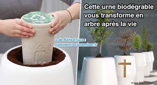 This Biodegradable Urn Turns You Into A Tree After Life. 