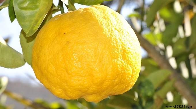 3 Uses of Lemon in the House to Work Miracles at Low Cost. (#2) 