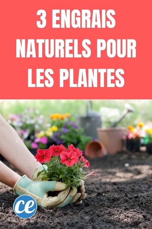 3 Natural Fertilizers For Practical and Free Plants. 