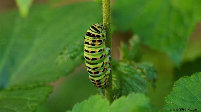 How to Fight Caterpillars in the Garden? 