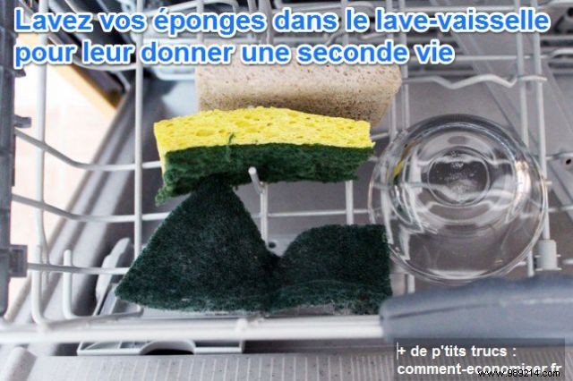 How to Give a Second Life to your Sponges. 