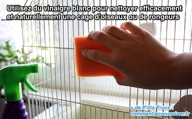 The Best Natural Cleaner for a Bird or Rodent Cage. 