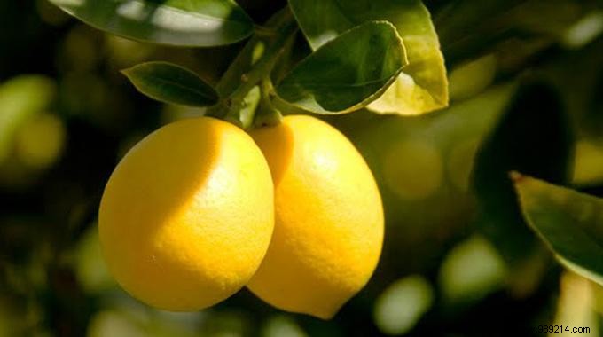 Bad Smells in the Fridge? Use a Lemon to Deodorize it. 