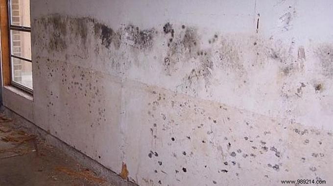 The Genius Trick to Remove Mold from Walls Without Bleach. 