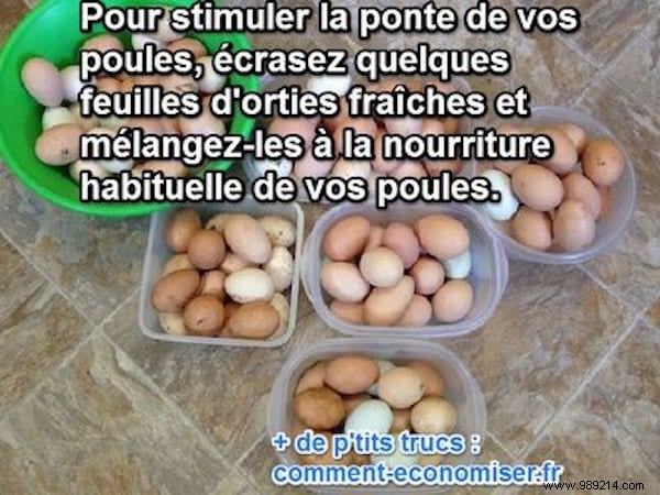 Grandmother s Trick to Stimulate Egg Laying. 