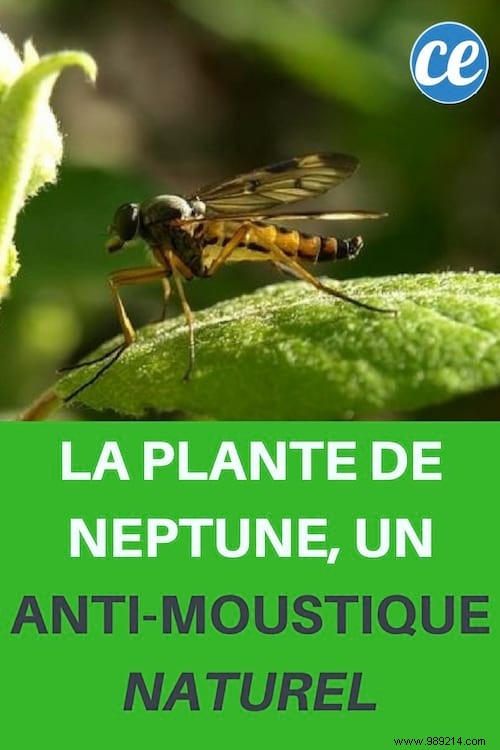The Neptune Plant, a Natural Mosquito Repellent. 