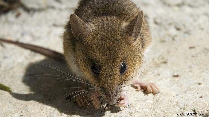 How To Repel Mice Naturally? Here are 3 tips that work. 