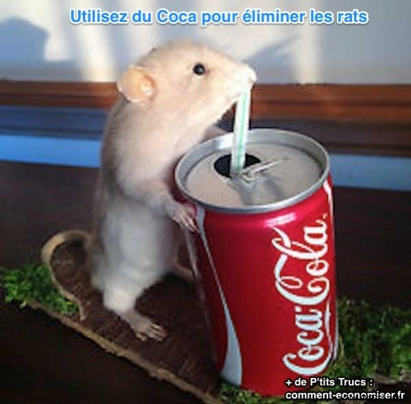 How to Get Rid of Rats? Use Coca-Cola As A Powerful Rat Killer. 