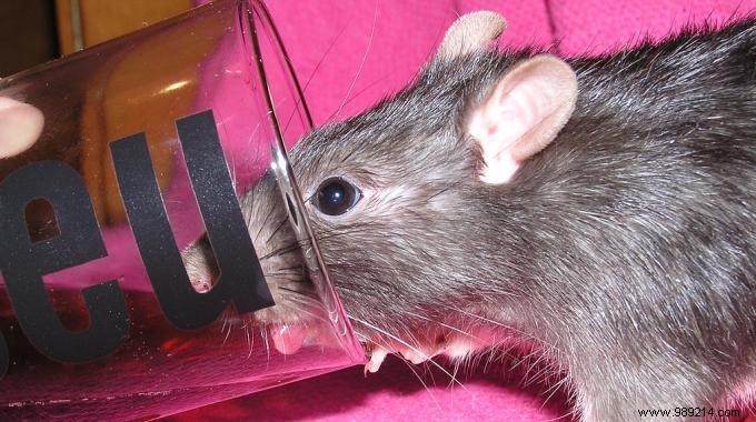How to Get Rid of Rats? Use Coca-Cola As A Powerful Rat Killer. 
