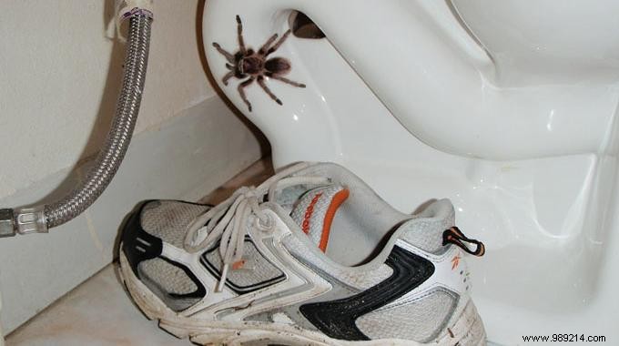 9 Natural Tips to Scare Spiders Out of Your Home. 