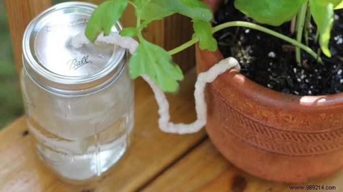 The Essential Tip For Watering Your Plants While You re Away. 