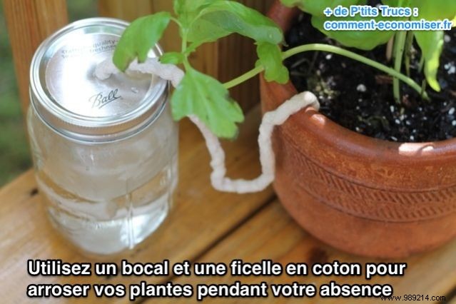 The Essential Tip For Watering Your Plants While You re Away. 