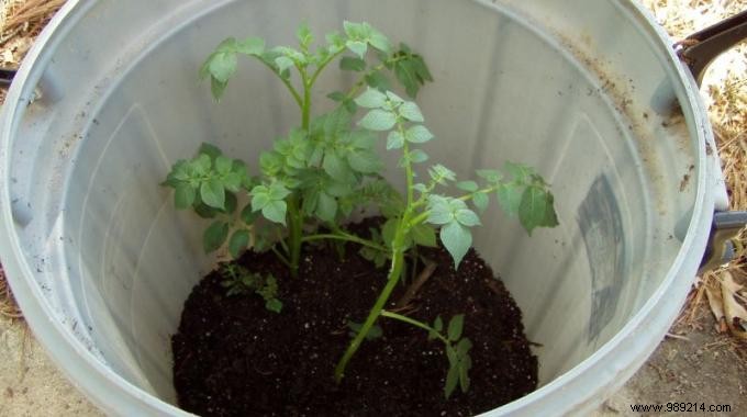 4 Simple Steps To Grow 45 kg Potatoes in a Barrel! 