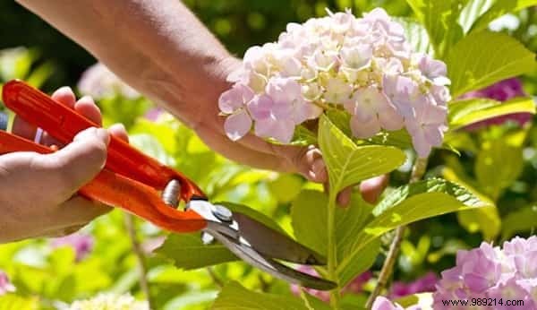 How To Use Magnesium Sulfate For A Beautiful Garden. 