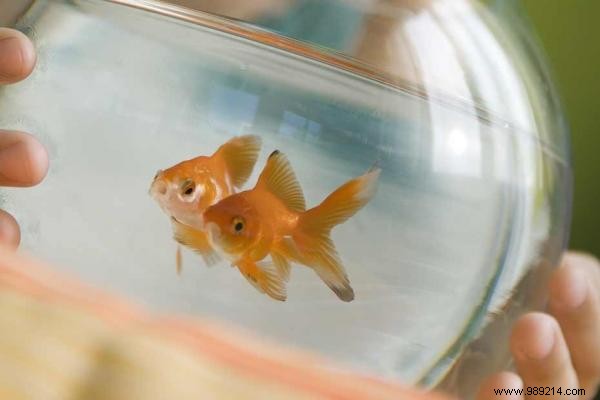 How to Reuse Goldfish Water? Discover the Tip. 