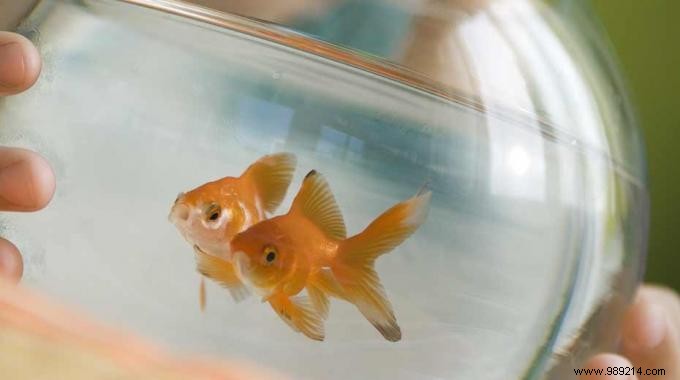 How to Reuse Goldfish Water? Discover the Tip. 