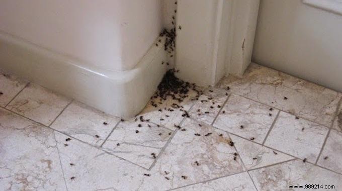 The Secret To Getting Rid Of Ants Fast. 