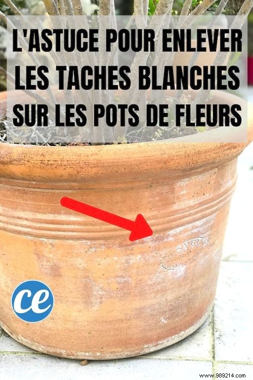 White Spots on Flower Pots:The Simple Trick To Get Rid Of Them. 