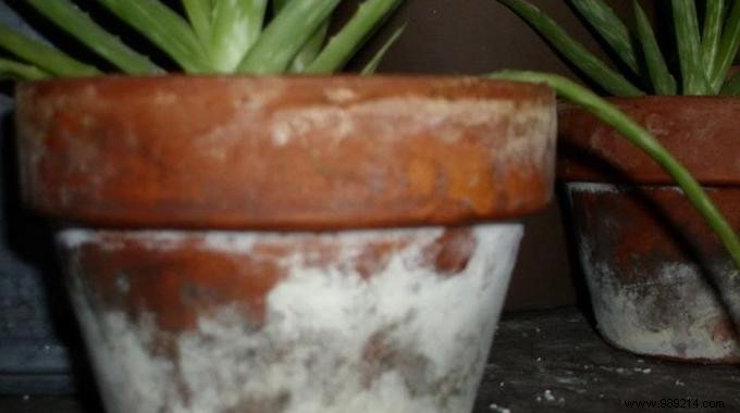 White Spots on Flower Pots:The Simple Trick To Get Rid Of Them. 
