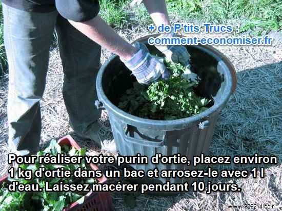 Nettle Manure:Recipe and Uses Your Vegetable Garden Will LOVE. 