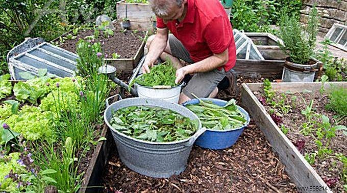 Nettle Manure:Recipe and Uses Your Vegetable Garden Will LOVE. 
