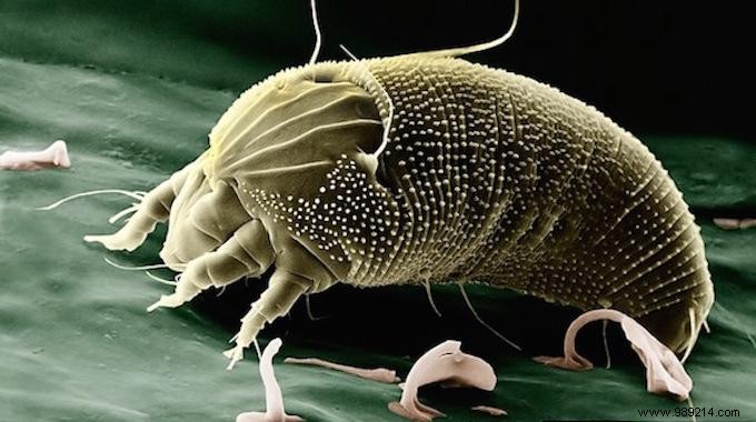 The tip to put an end to dust mites at home. 