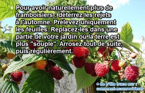 How To Get More Raspberries Naturally. 
