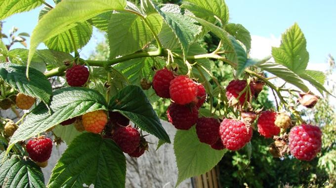How To Get More Raspberries Naturally. 