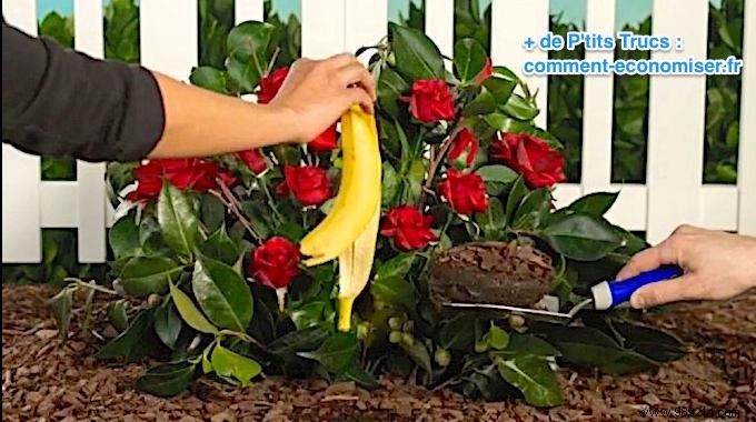 Want to Have Beautiful Roses? Use a Banana Peel to Fertilize them. 