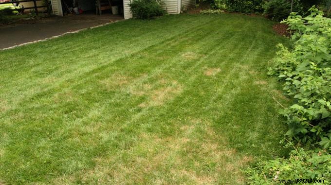 Yellowing Lawn:The Natural Remedy That Works. 