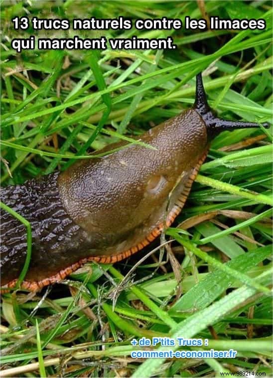 13 Natural Slug Control Tricks That Really Work. 