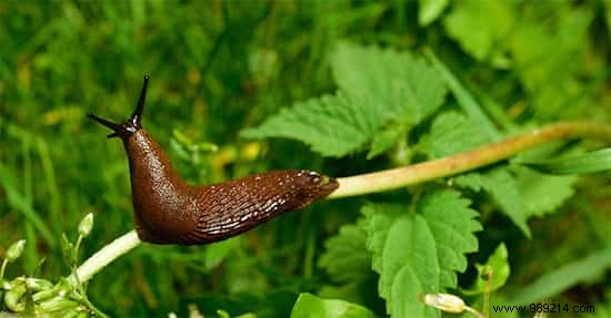 13 Natural Slug Control Tricks That Really Work. 