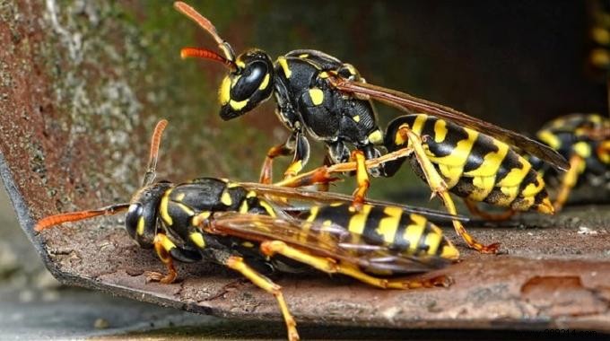 3 Natural Tips to Keep Wasps Away. 