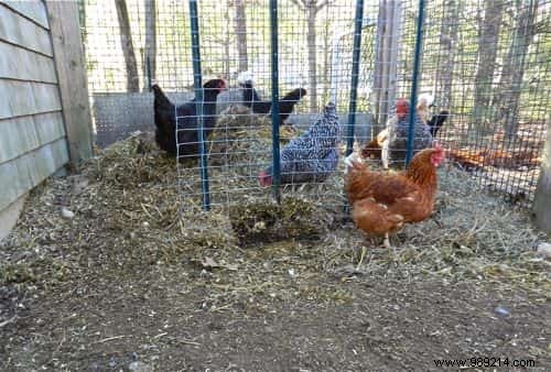 9 Amazing Uses for Vinegar in the Chicken Coop. 