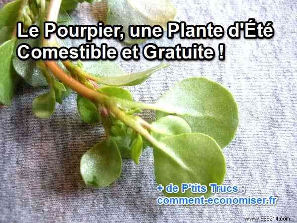 Purslane, an Edible and Free Summer Plant! 