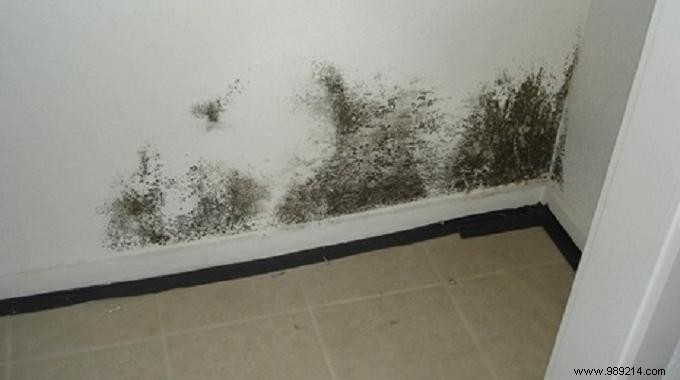 Effective Trick to Remove Mold from Walls. 