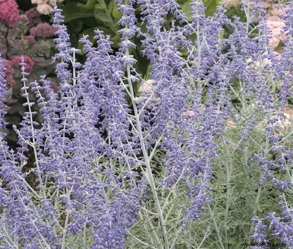 24 Plants That Grow In Your Garden WITHOUT WATER (or Almost). 