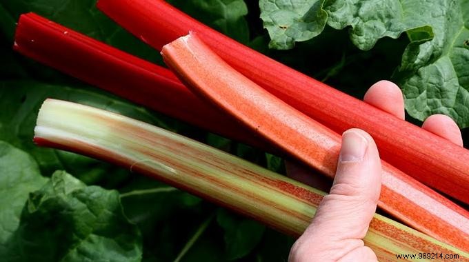 6 Uses of Rhubarb Nobody Knows About. 