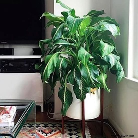 11 Depolluting Plants That Purify the Air in Your Home (Without Maintenance). 