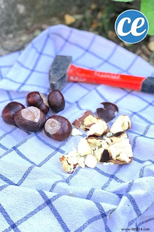 Here s How To Make Laundry With Chestnuts (Free And Easy To Do). 