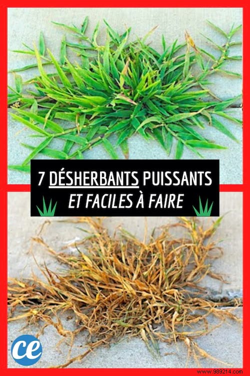 7 Powerful and Easy to Make Weed Killer Recipes. 