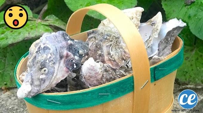 Don t Throw Away Oyster Shells! 13 Amazing Uses Nobody Knows About. 