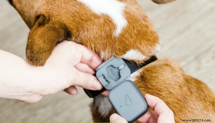 5 of the Best High-Tech Pet Products for Your Dog 